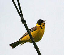 Black-headed Bunting