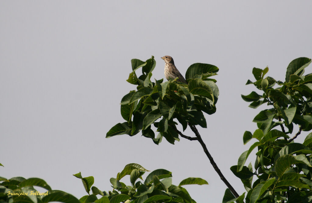 Bruant proyeradulte, identification