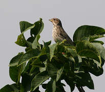 Corn Bunting