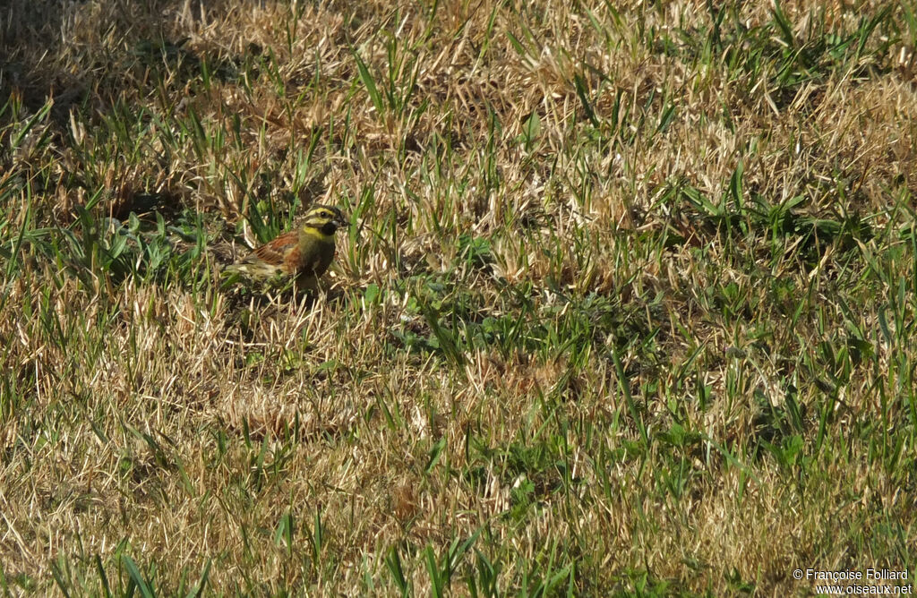 Cirl Bunting male, identification, fishing/hunting