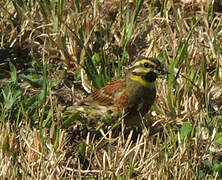 Cirl Bunting