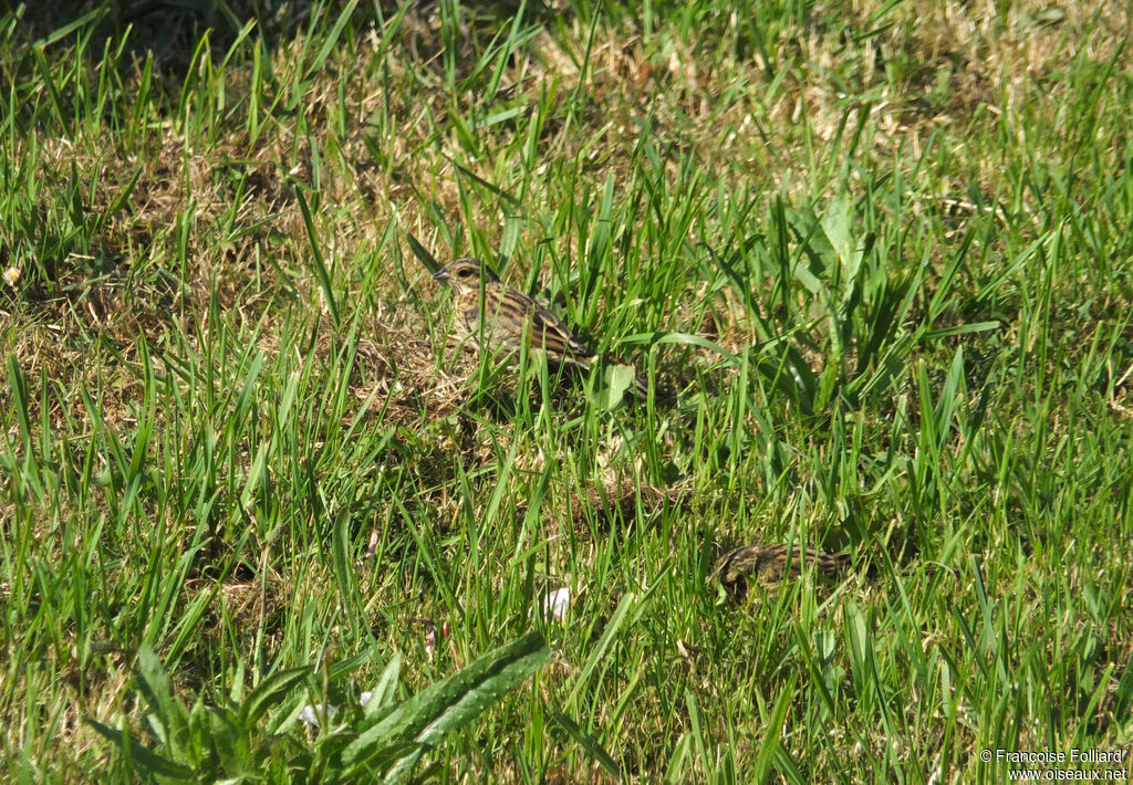 Cirl Bunting female, identification