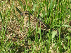 Cirl Bunting