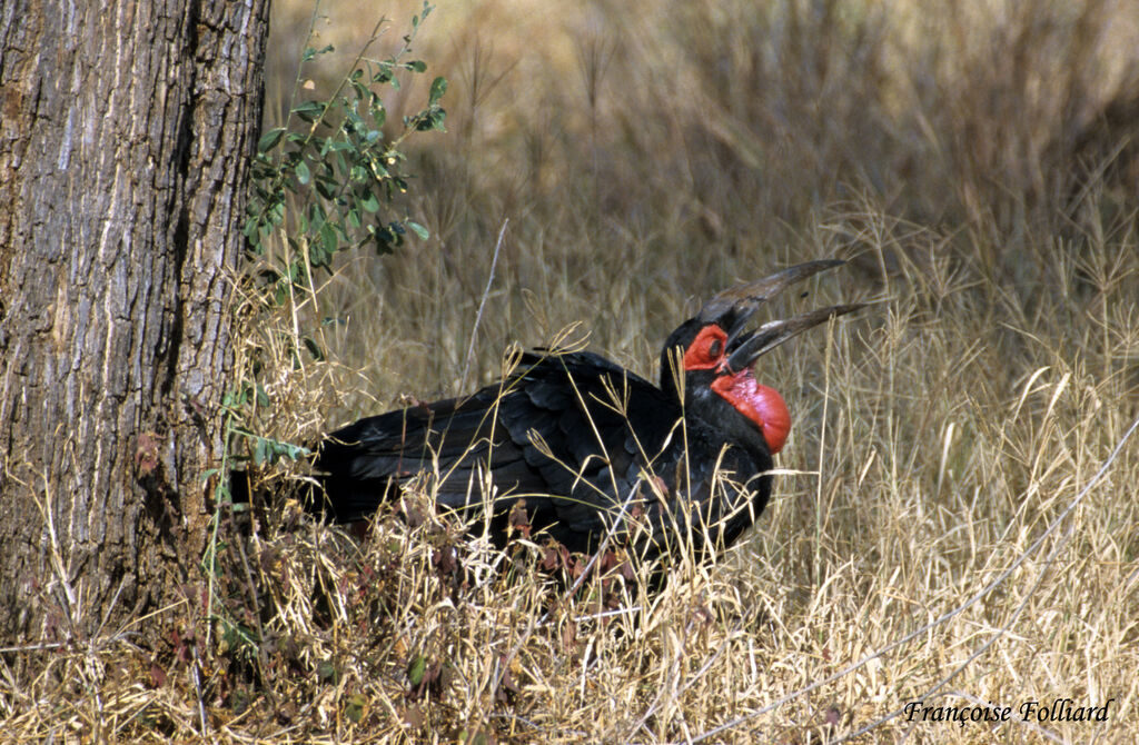 Southern Ground Hornbilladult, identification, Behaviour