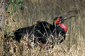 Southern Ground Hornbill