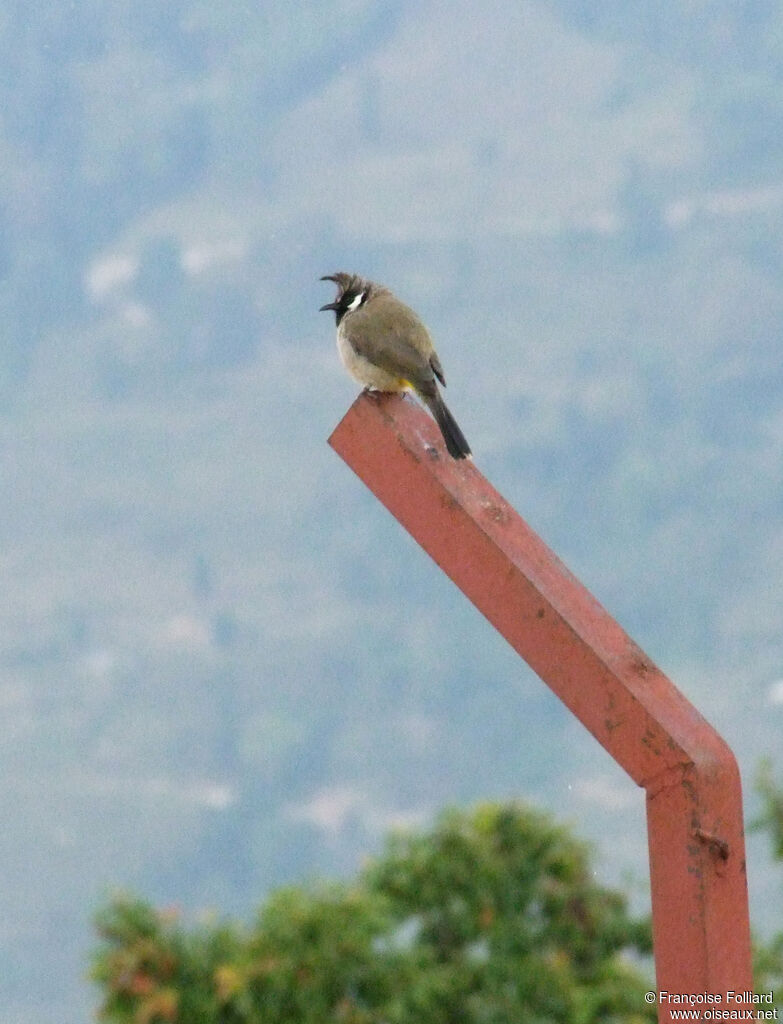 Bulbul à joues blanches mâle, identification