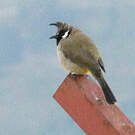 Bulbul à joues blanches