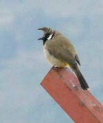 Bulbul à joues blanches