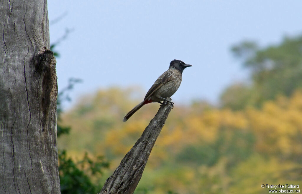 Red-vented Bulbul, identification