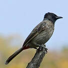Bulbul à ventre rouge