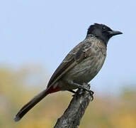 Red-vented Bulbul