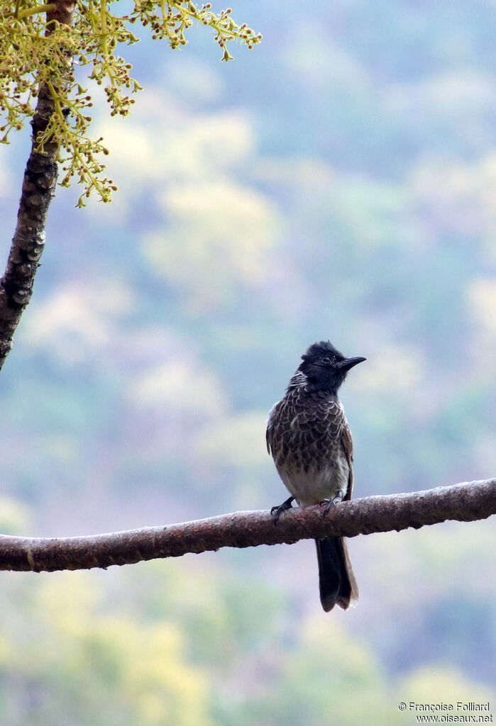 Red-vented Bulbul, identification