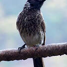 Bulbul à ventre rouge