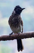 Bulbul à ventre rouge