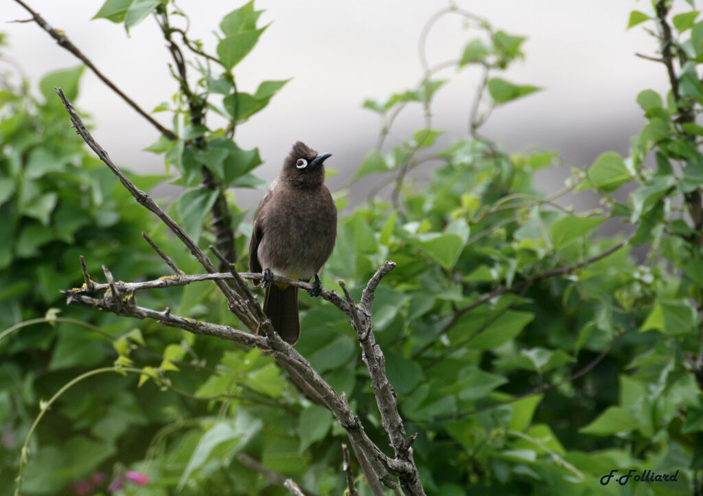 Bulbul du Capadulte, identification