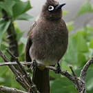 Bulbul du Cap