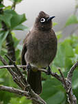 Bulbul du Cap