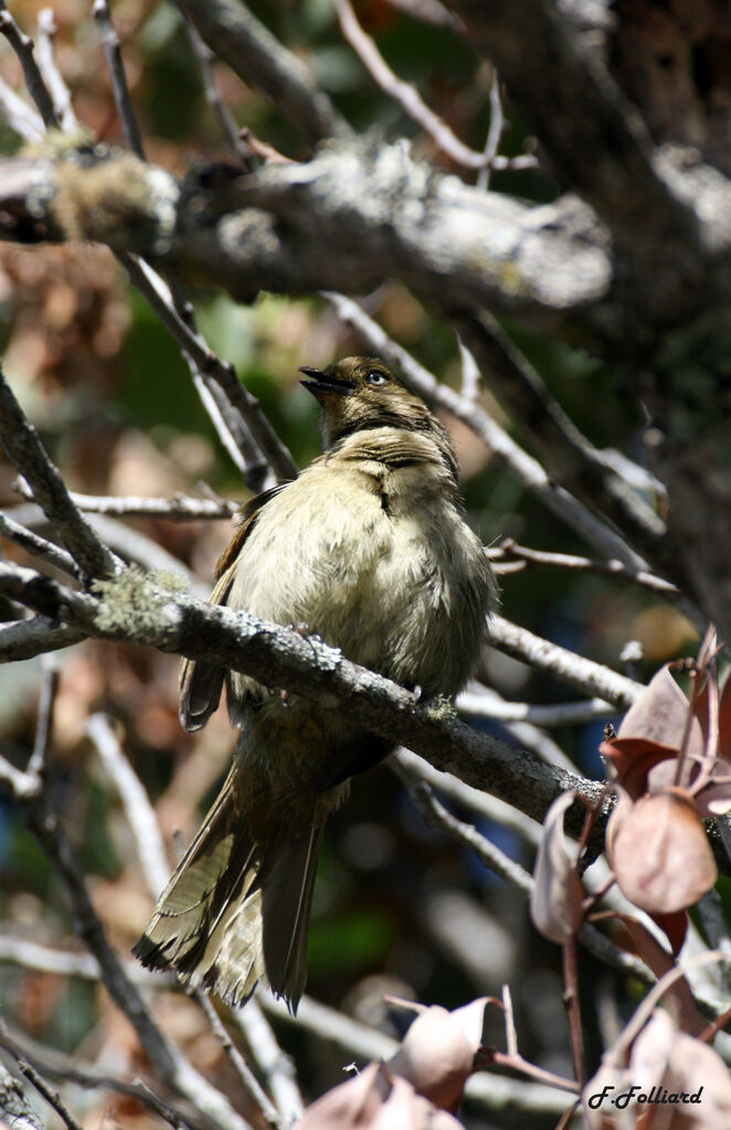 Bulbul importunadulte