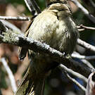 Bulbul importun