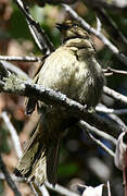 Sombre Greenbul