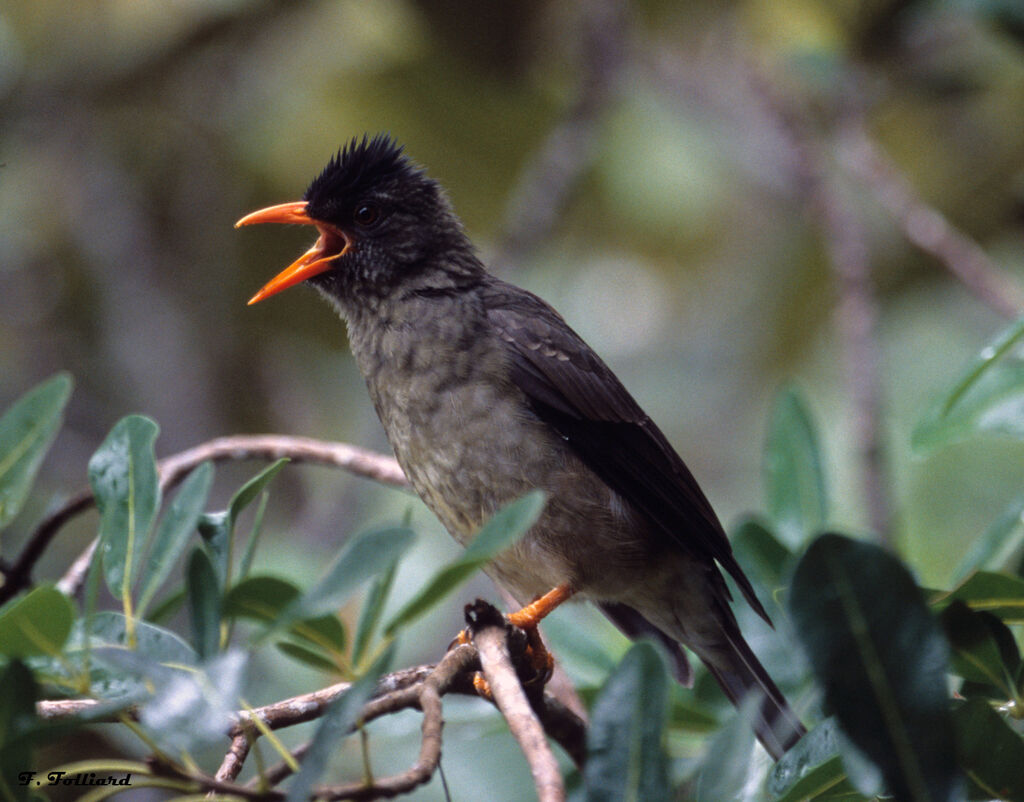 Bulbul merle