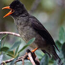 Bulbul merle
