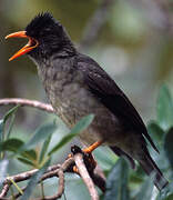 Seychelles Bulbul