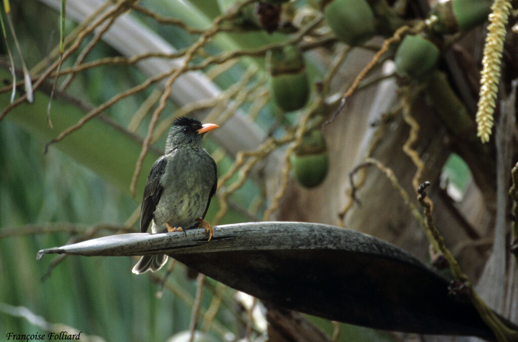 Bulbul merleadulte, identification