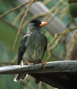 Bulbul merle