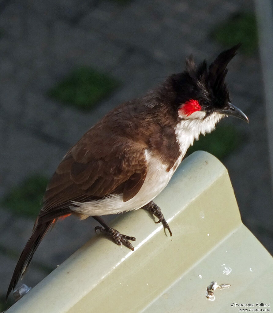 Bulbul orphée, identification