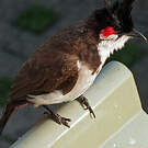 Bulbul orphée