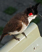 Red-whiskered Bulbul