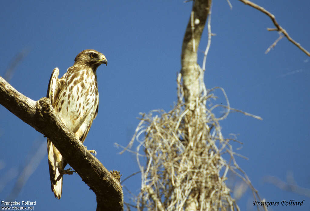 Red-shouldered Hawkjuvenile, identification