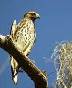 Red-shouldered Hawk