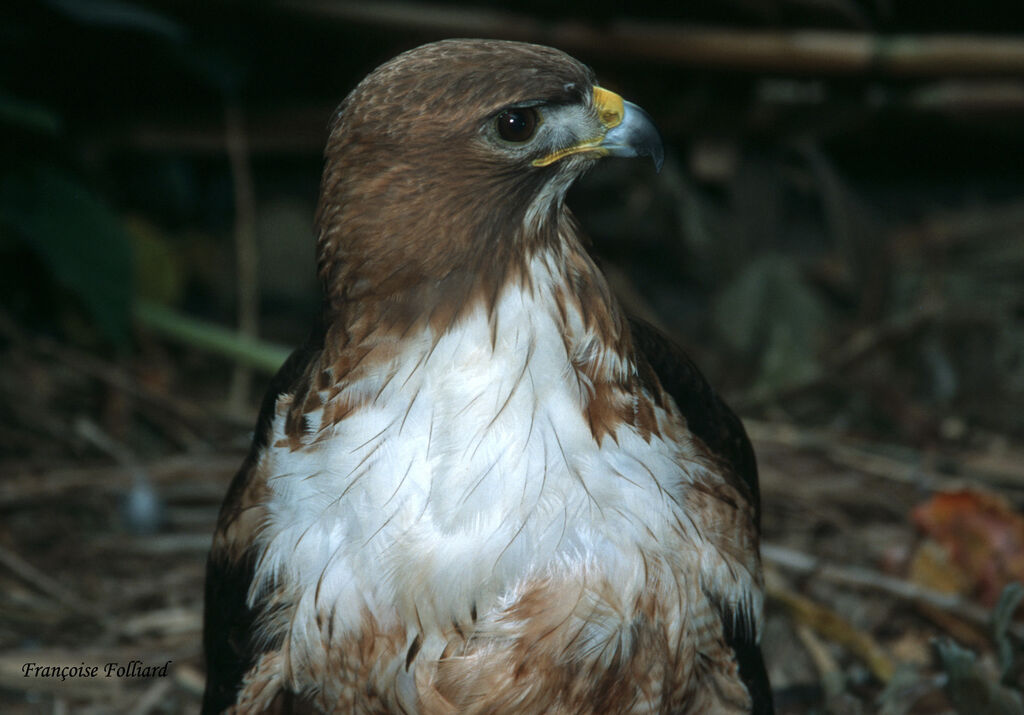 Roadside Hawkadult, identification