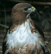 Roadside Hawk