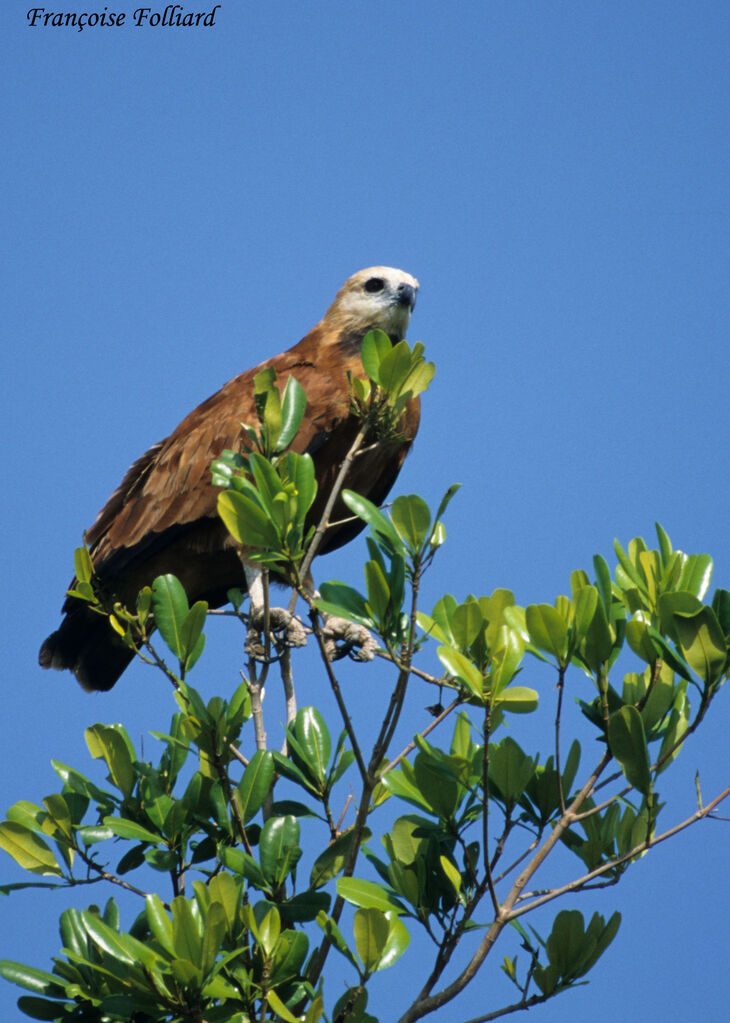 Black-collared Hawk, identification