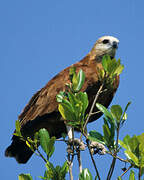 Black-collared Hawk