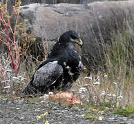 Black-chested Buzzard-Eagle