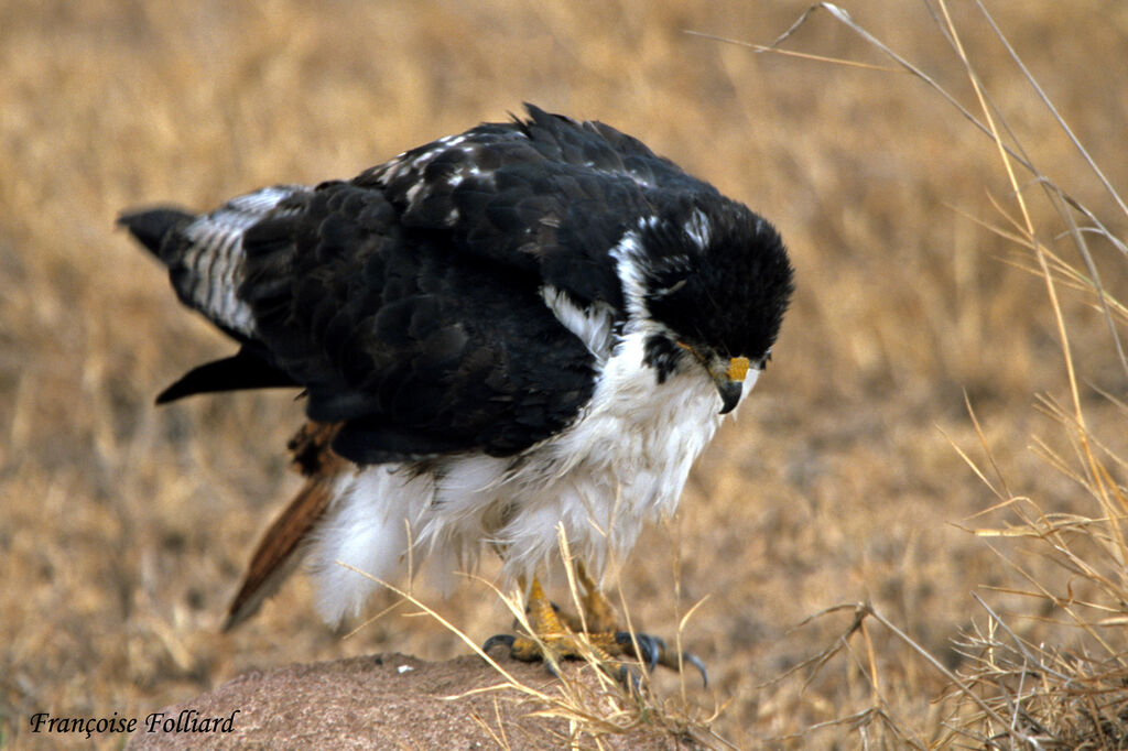 Augur Buzzard, identification