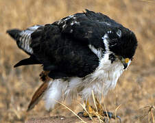 Augur Buzzard