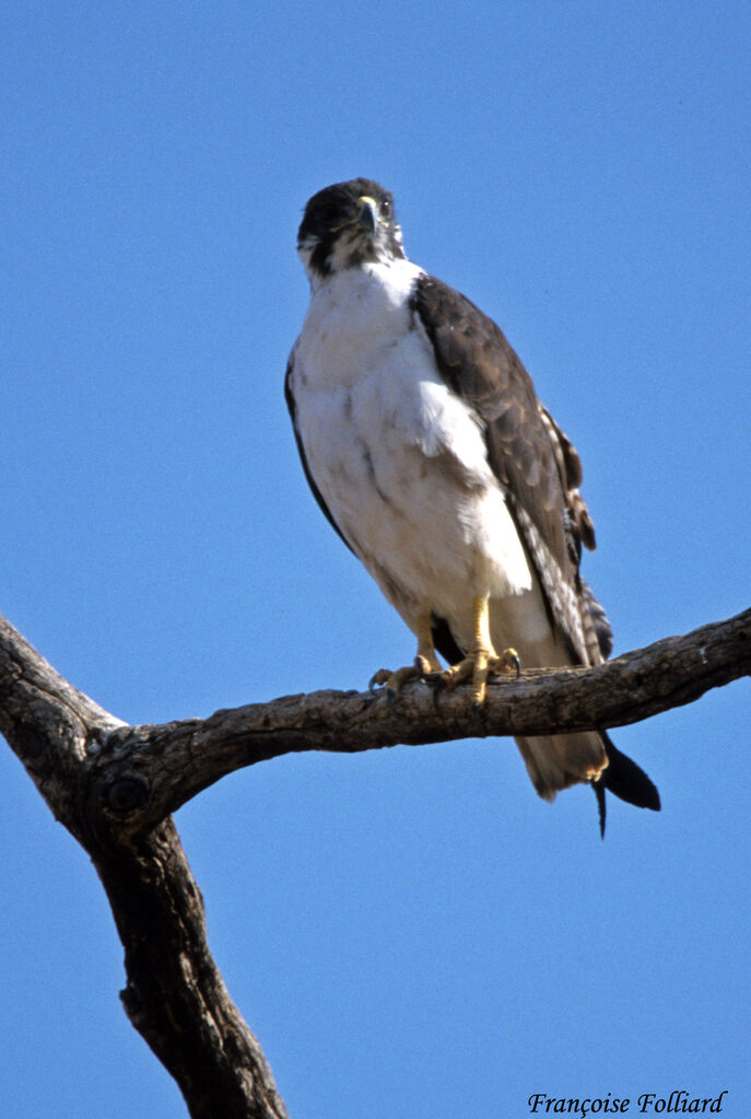 Buse augureadulte, identification