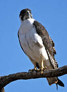 Augur Buzzard