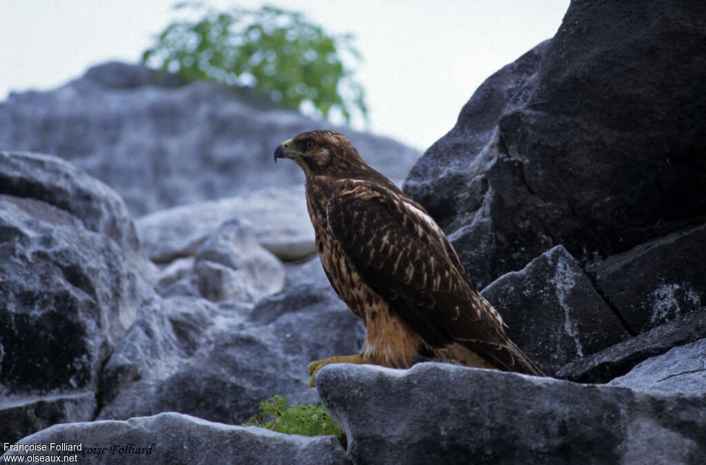 Galapagos Hawkimmature, identification