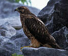 Buse des Galapagos