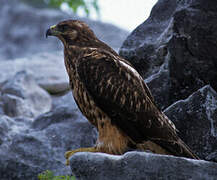 Galapagos Hawk