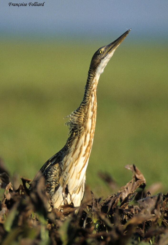 Pinnated Bittern