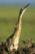 Pinnated Bittern