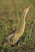 Pinnated Bittern