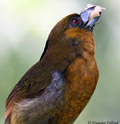 Prong-billed Barbet